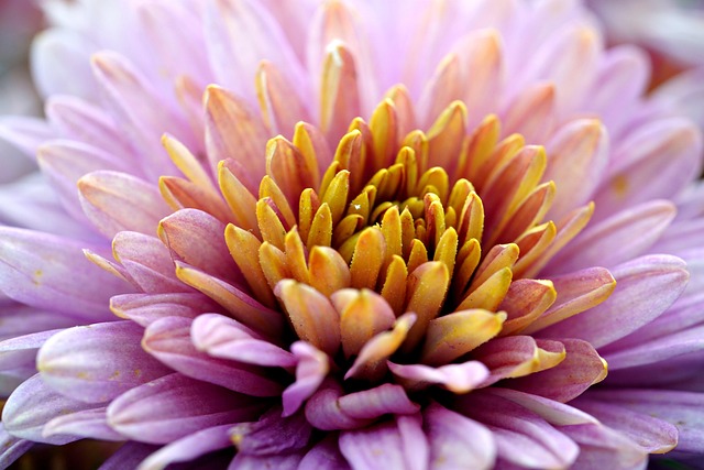 Blumen passen gut zu Büchern Frische Blumen inspirieren zum Lesen